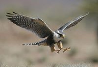 الواثق الهادئ