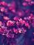 Rahaf