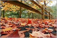 محمدخيري دلول