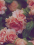 Sofy