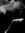 Noctia ...