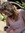 Tabitha