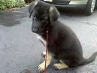 Robin Dunkin-chadwick