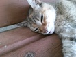 Cat-on-a-bench