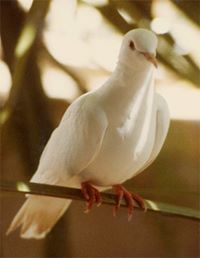 سليمان الادريسي