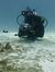 Reef Feer