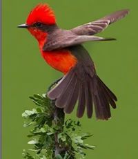 アーメド ザイン