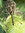 Boll_weevil | 1 comments