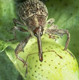 Boll_weevil