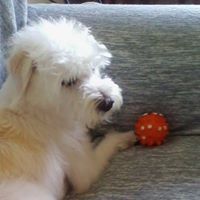 Gerasimos Dimisianos