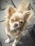 Chihuah...