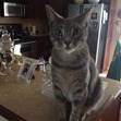 Missy