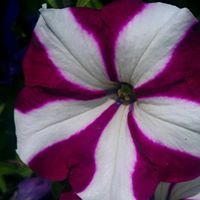 Robin Slatten helmka