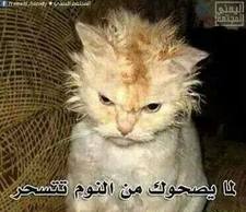 Sameh Gwad