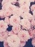 Jasmeen