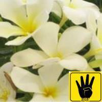 زهر الياسمين