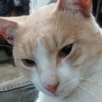 Hollman Ortiz buitrago