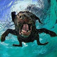 Warrenus Markwellius