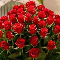 Shahy Shahinaz
