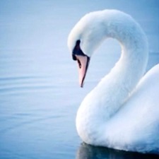 أ.دانة الدوسري