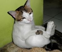 Mazz Vian ii