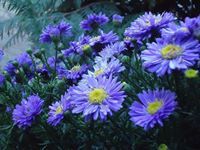 নাজমুছ সাকিব