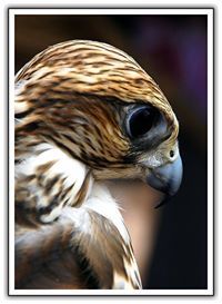 صقر العروبه