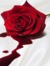 Warda