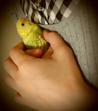 آلاء الخطيب