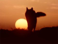 Steppenwolf