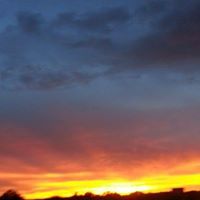 whitney blake williams