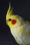 عمر