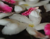 அனு இராசேந்திரன்