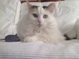 Sharon