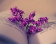 Aisha's Bookshelf