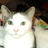 Lauralee Blankenship