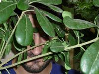 Γιάννης Στίγκας