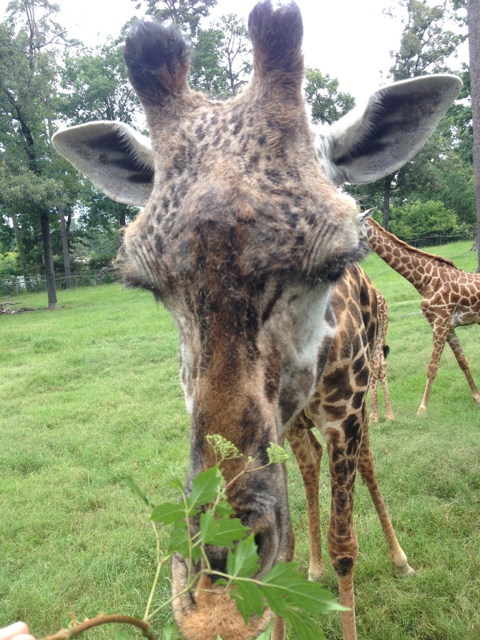 Goodreads profile picture for @Giraffes