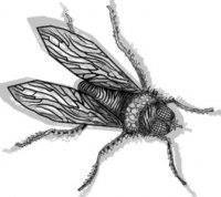 Francescopaolo Chielli