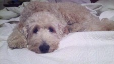 Bobbie