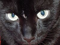 Ricardo Timm de souza