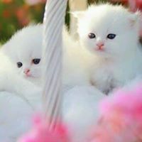 فارس الحقوي