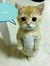 Hamid