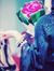 Haneen ...