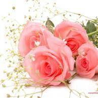 Hudaib Roze