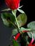 Nalin G...