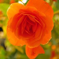 Дашням Бямбасүрэн