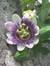 Virginia Douglas