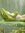 lone frog  Kraus