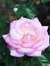 Smita S
